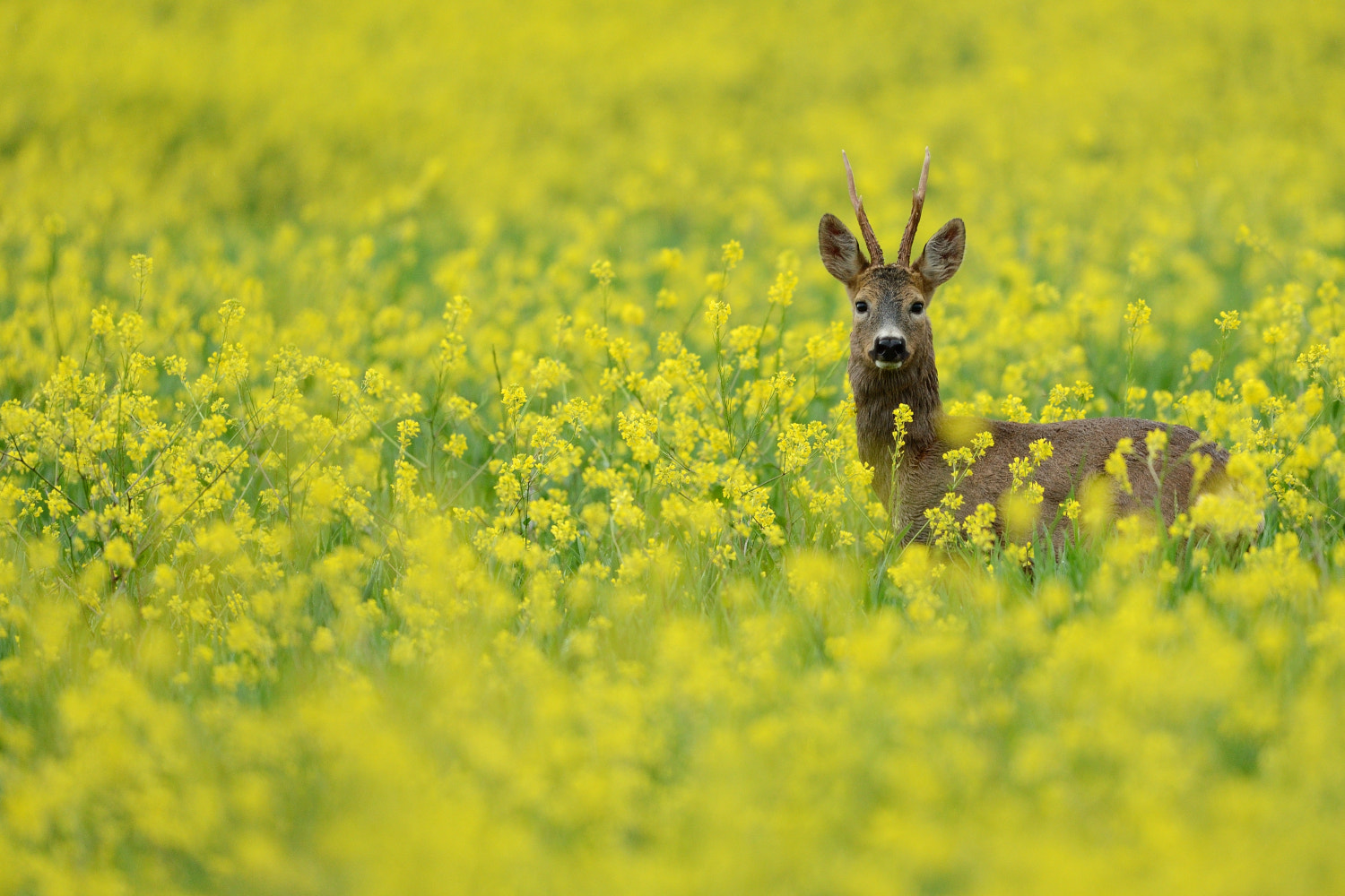 Nikon D4 + Nikon AF-S Nikkor 500mm F4G ED VR sample photo. Into the yellow photography