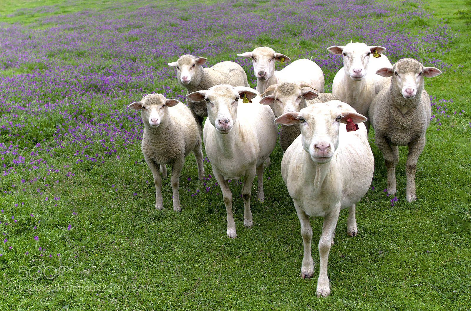 Pentax K-50 sample photo. Sheep family photography