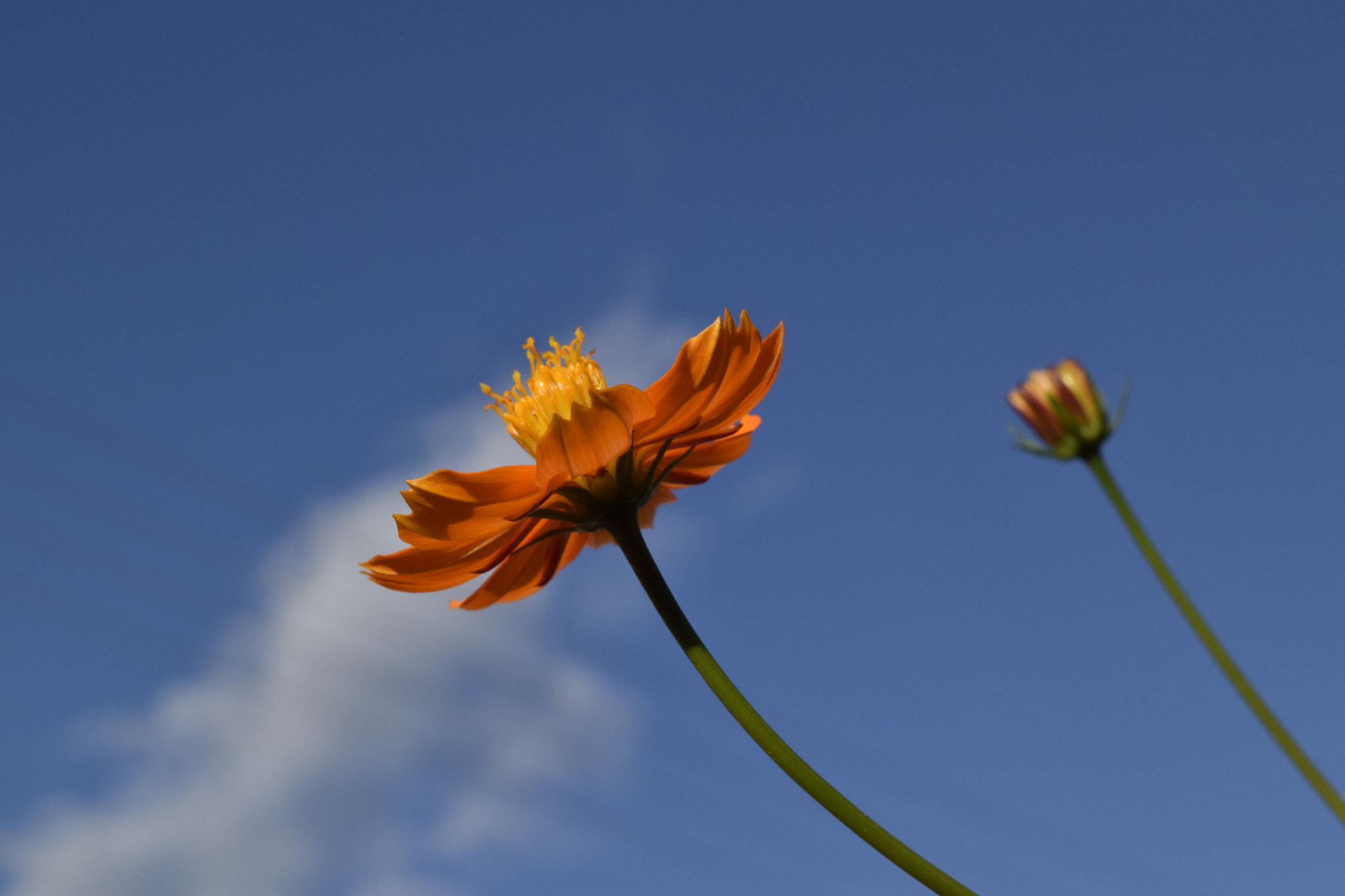 Nikon D5300 sample photo. Dsc photography