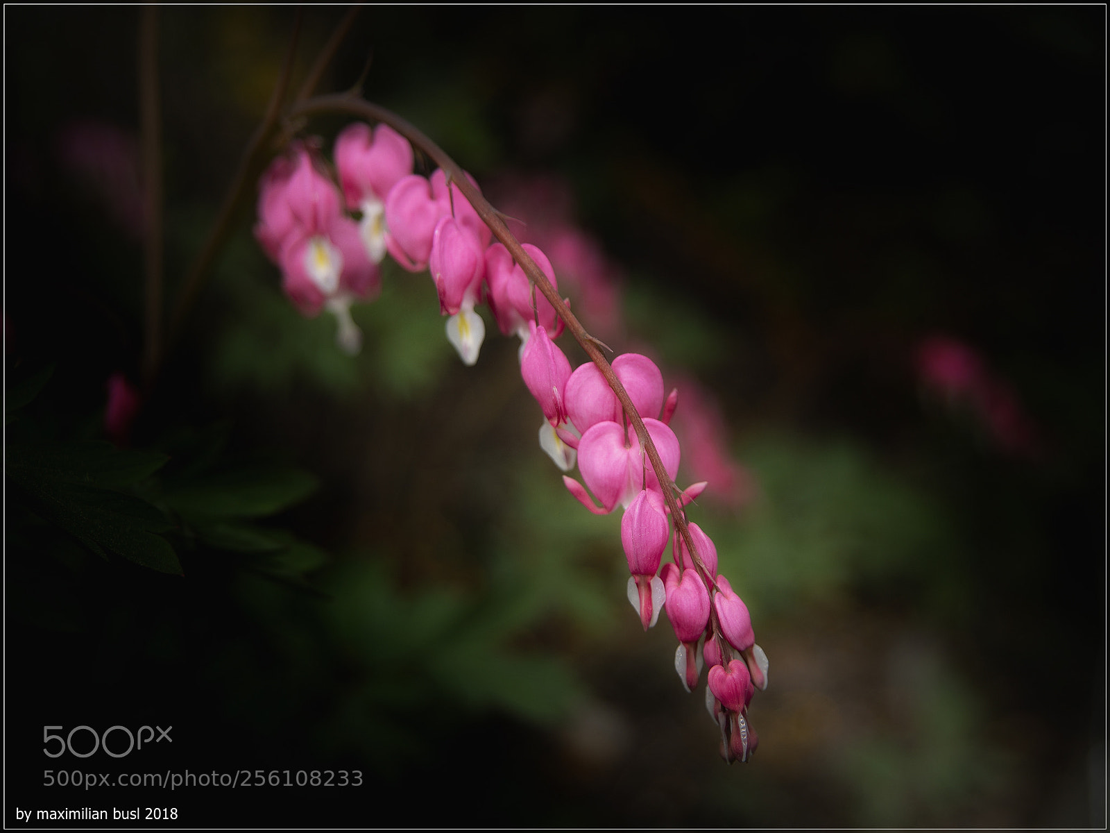 Nikon D850 sample photo. Bleeding heart photography