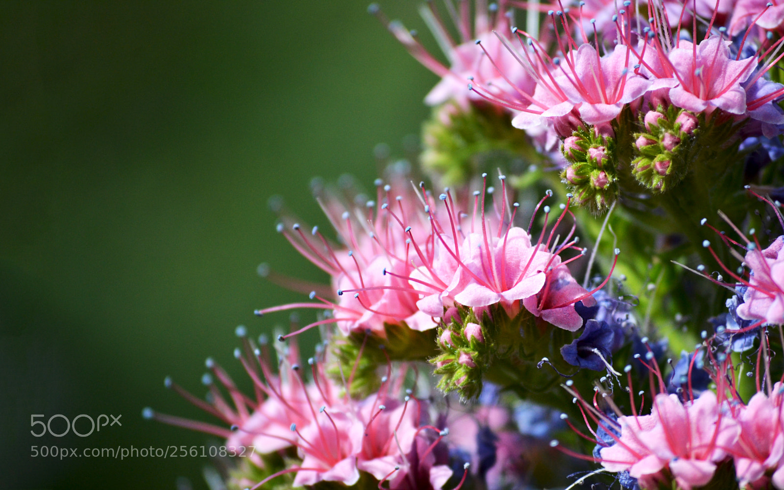Nikon D3100 sample photo. The beauty of spring photography