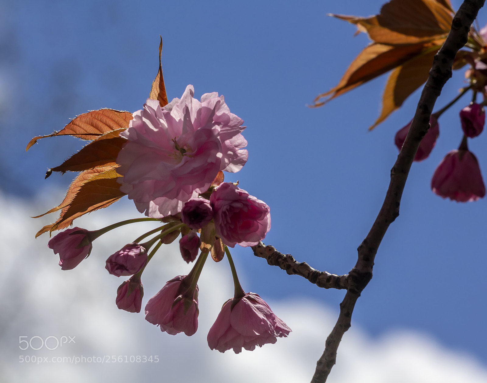 Canon EOS 60D sample photo. Cherry blossoms photography