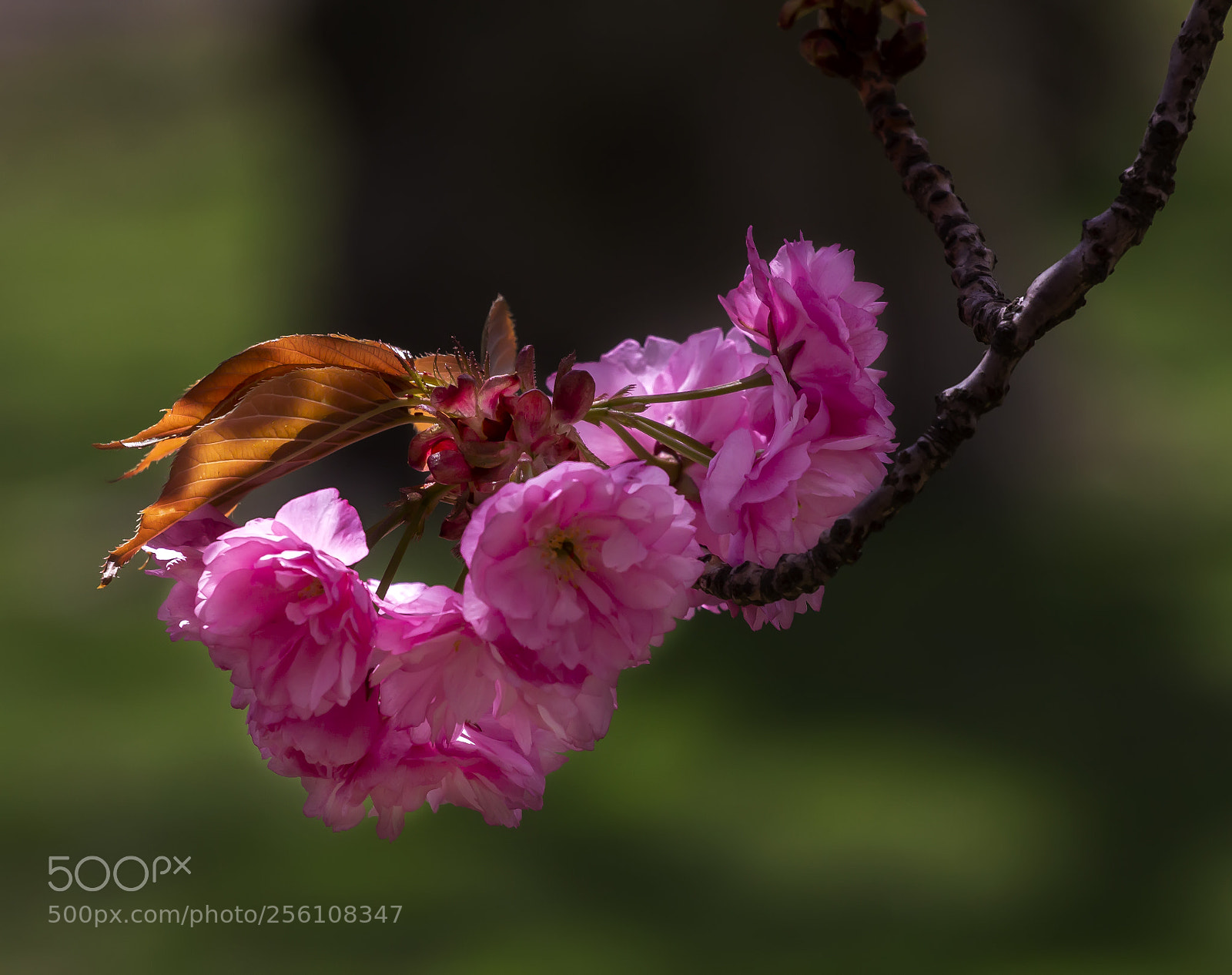 Canon EOS 60D sample photo. Cherry blossoms photography