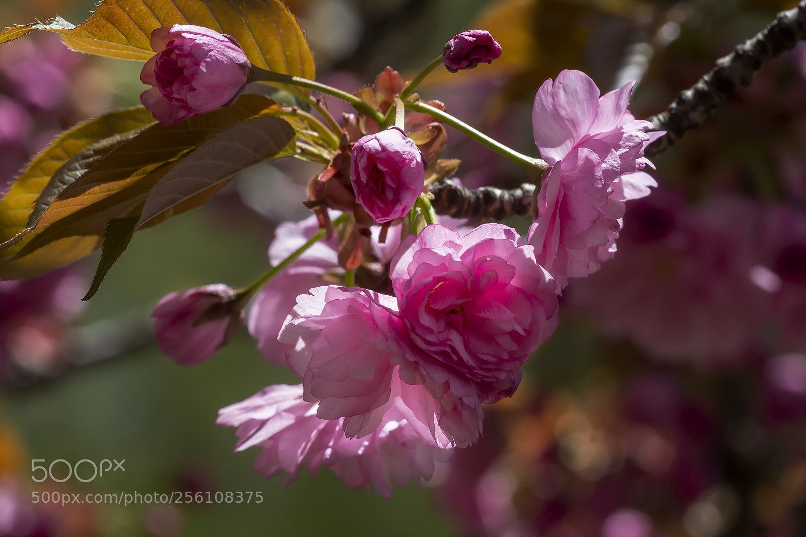 Canon EOS 60D sample photo. Cherry blossoms photography