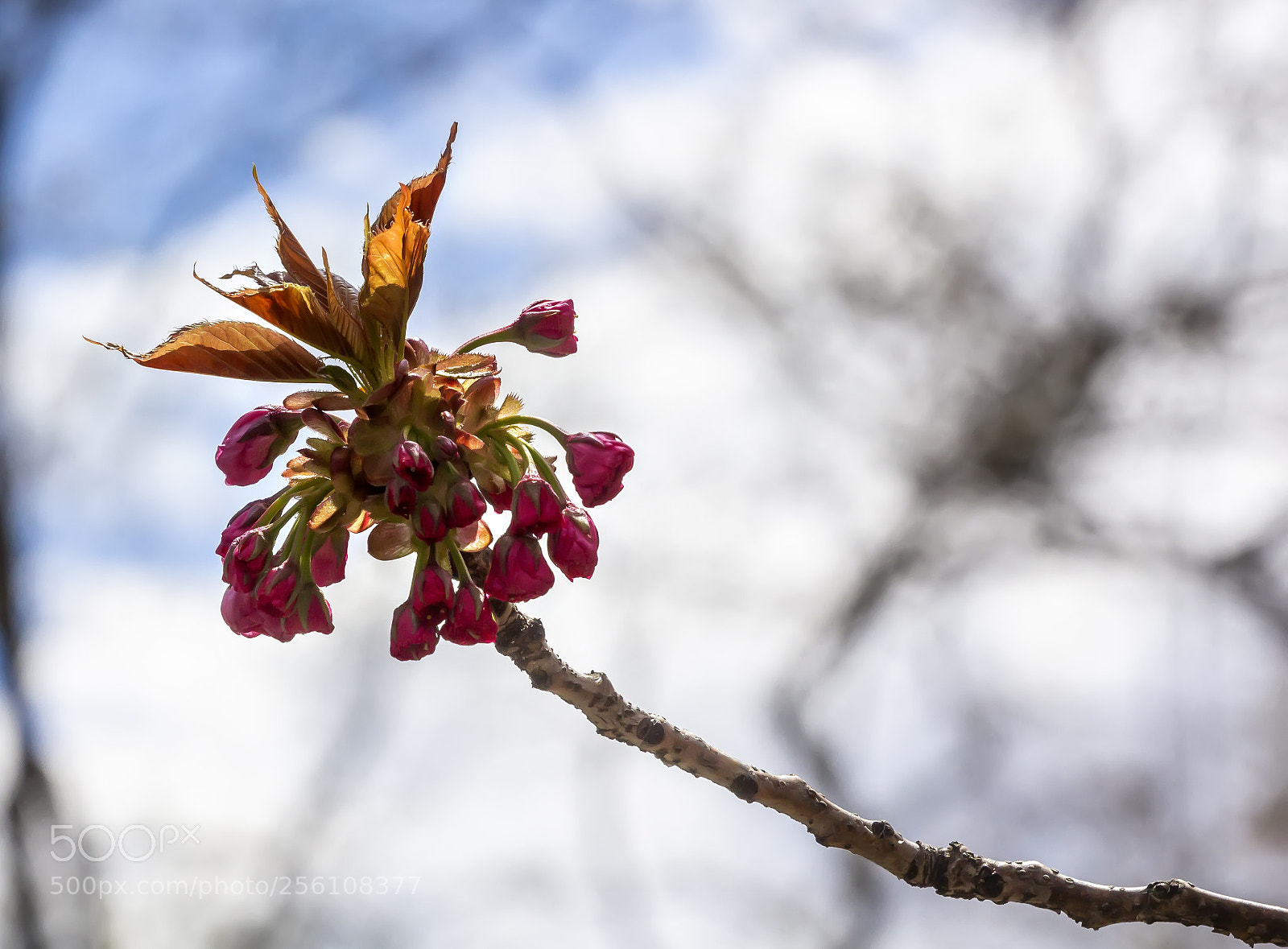 Canon EOS 60D sample photo. Cherry blossoms photography