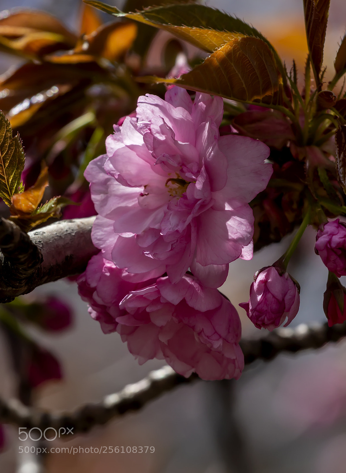 Canon EOS 60D sample photo. Cherry blossoms photography