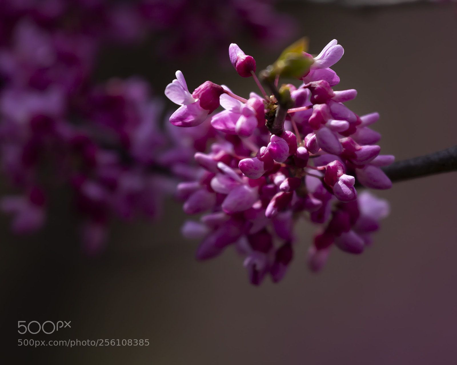 Canon EOS 60D sample photo. Flowering tree photography