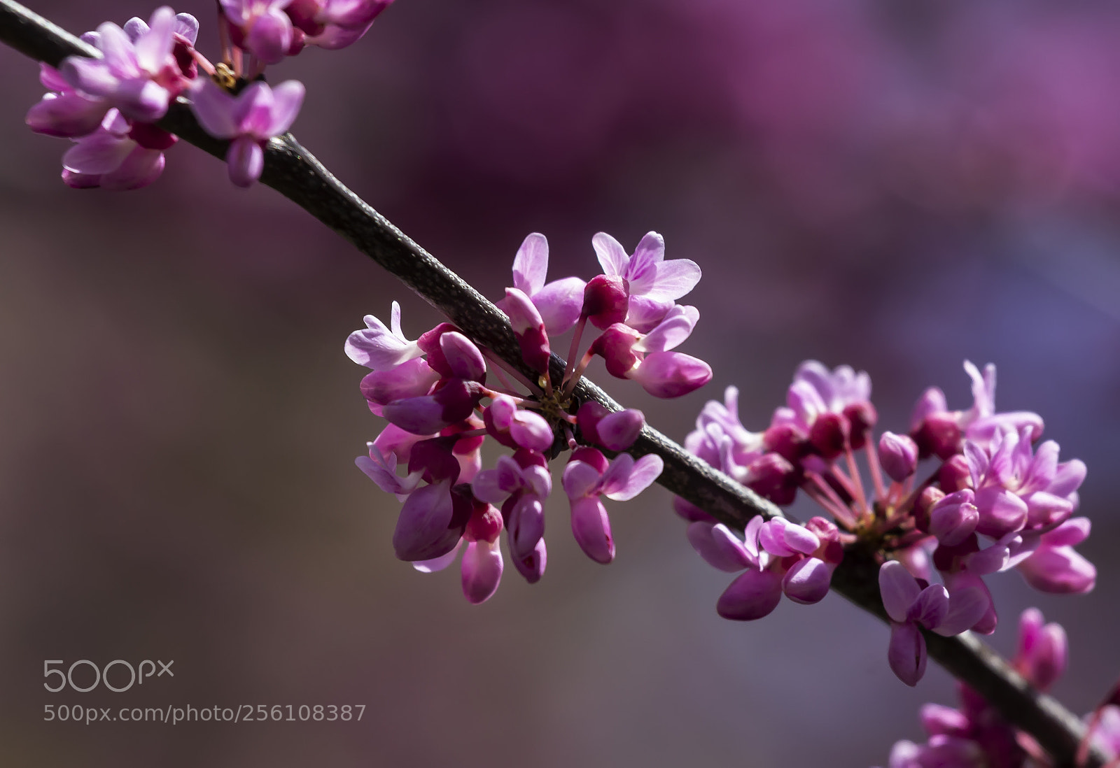 Canon EOS 60D sample photo. Flowering tree photography