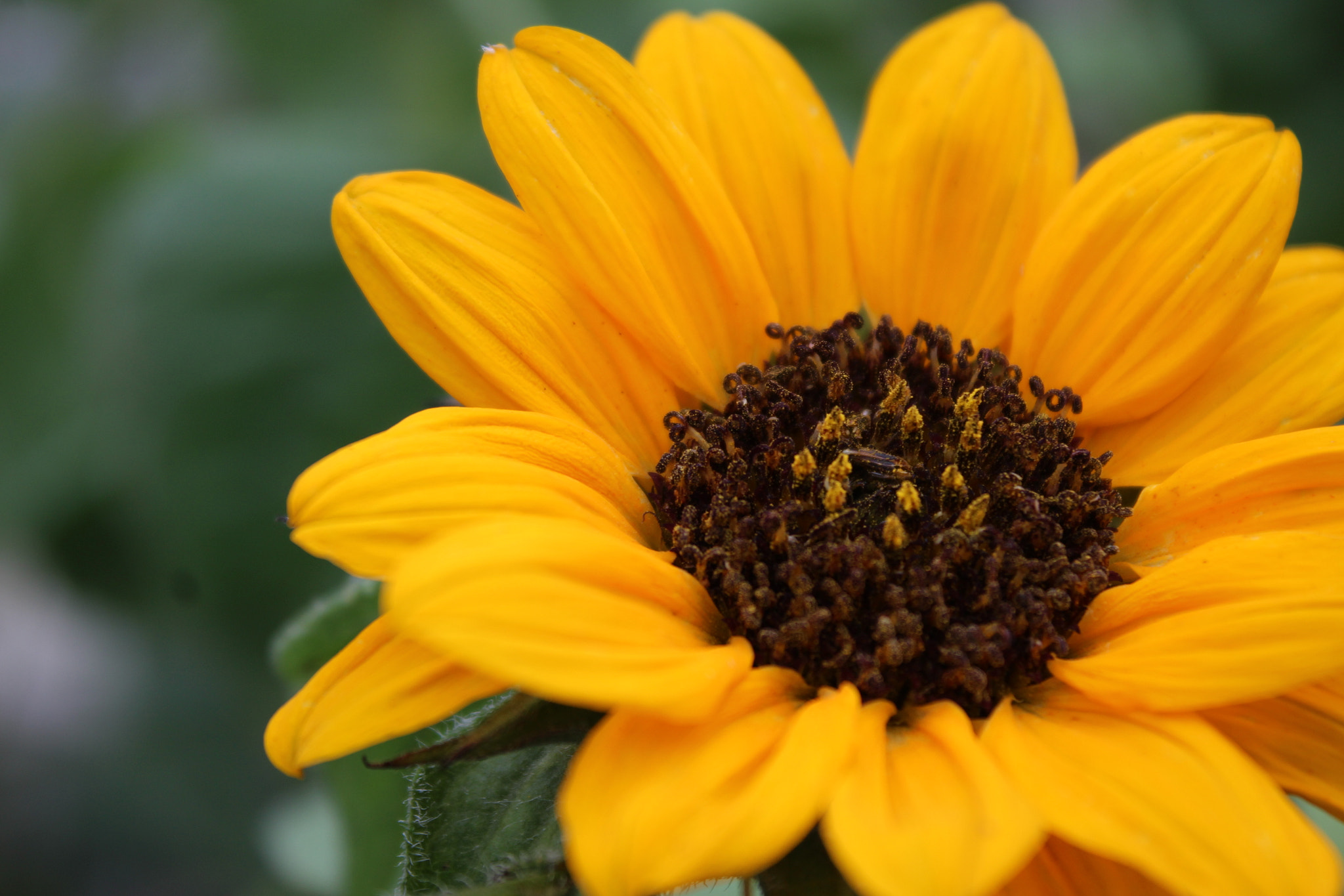 Canon EF-S 18-55mm F3.5-5.6 IS sample photo. Sunflower photography