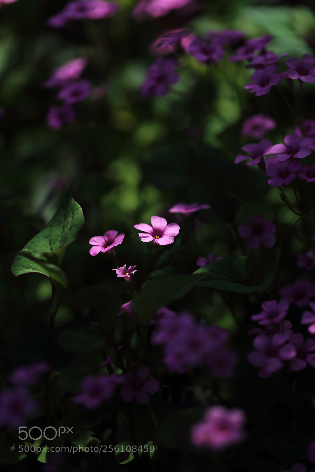 Canon EOS 6D sample photo. Oxalis photography