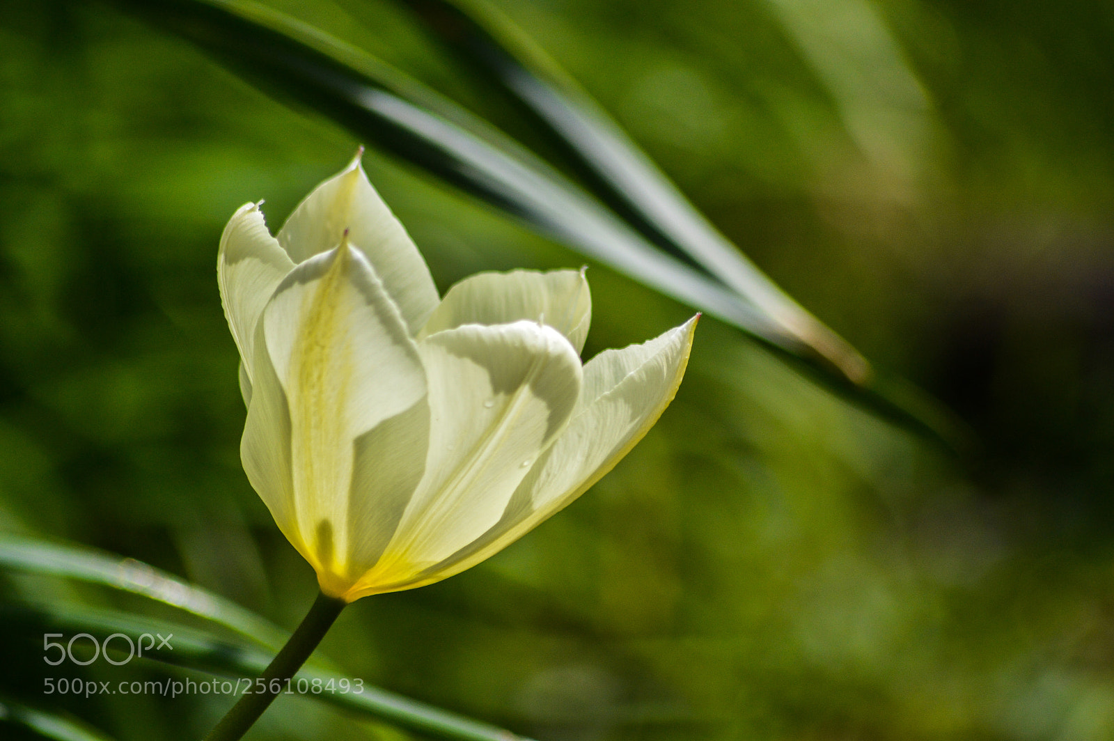 Nikon D3200 sample photo. White tulip photography