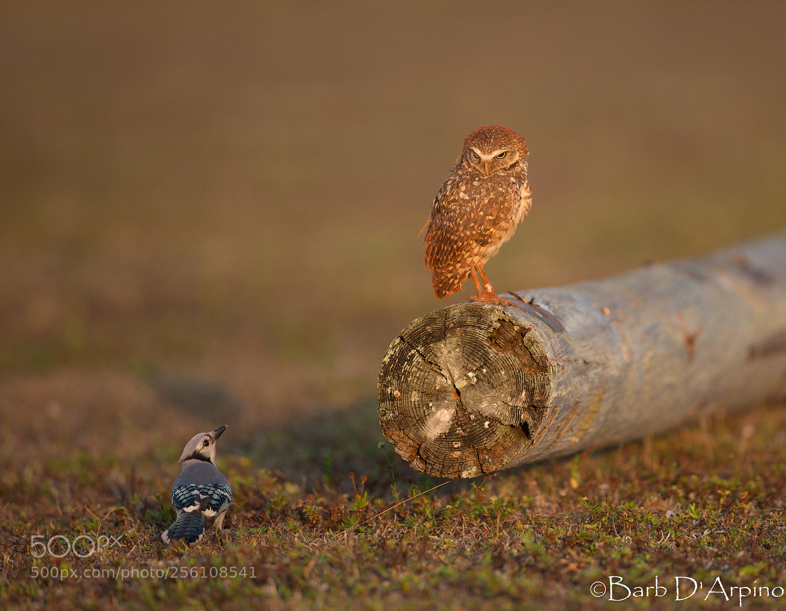 Canon EOS-1D X sample photo. Owl be darned! photography