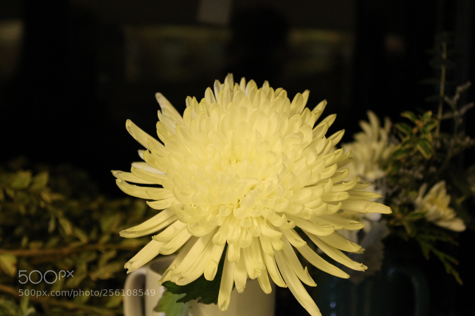 Canon EOS 1200D (EOS Rebel T5 / EOS Kiss X70 / EOS Hi) sample photo. Beauty photography