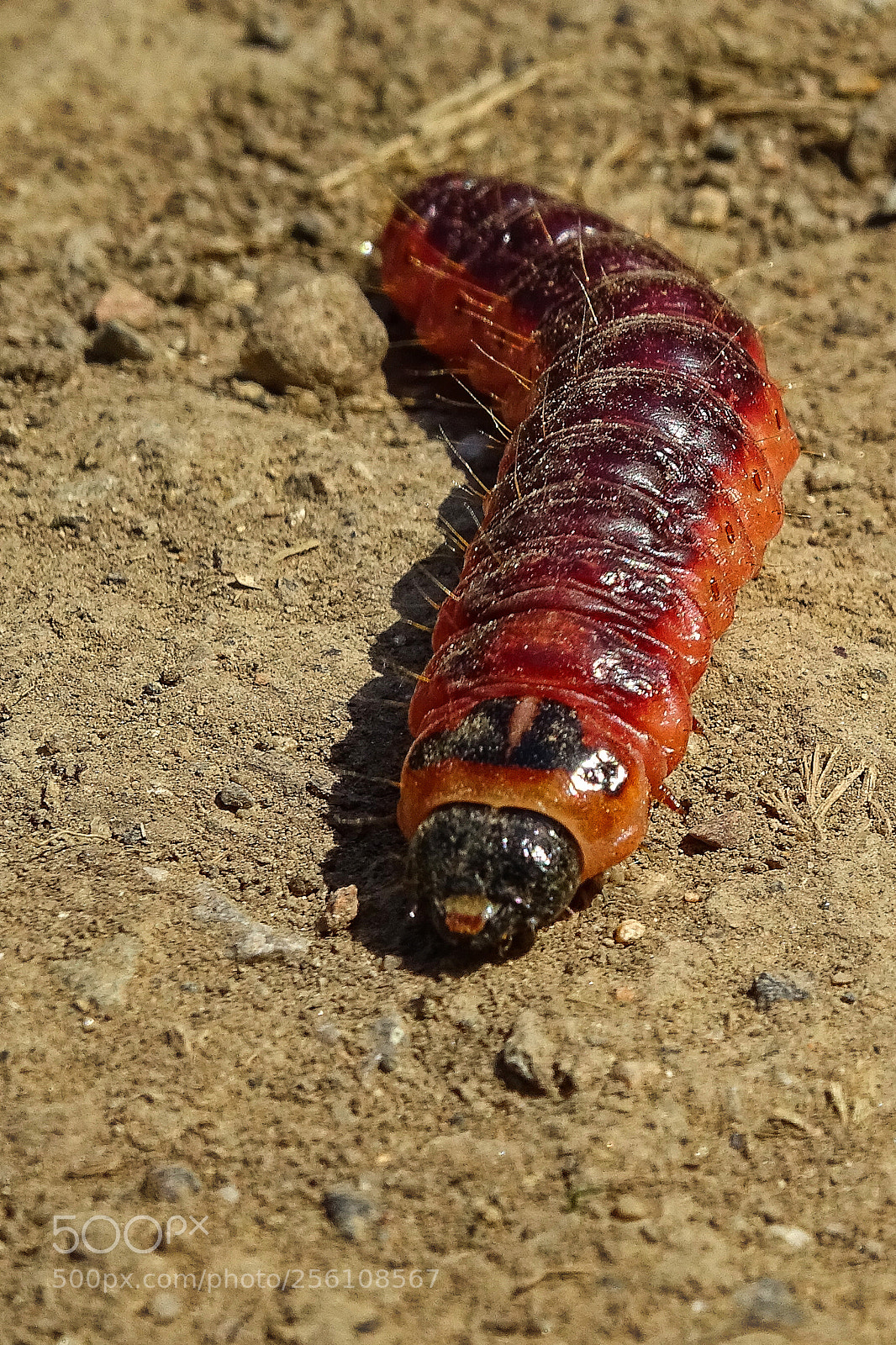 Sony Cyber-shot DSC-HX400V sample photo. Caterpillar (cossus cossus) photography