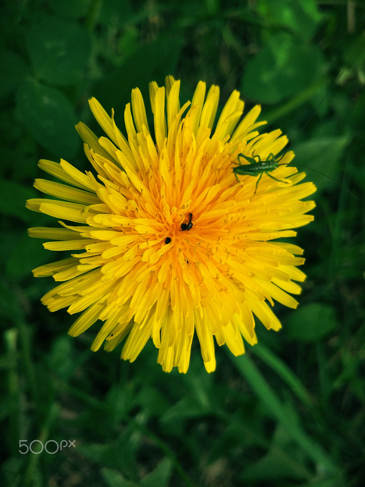 Xiaomi Mi-4c sample photo. Grasshopper on dandelion - 1 photography