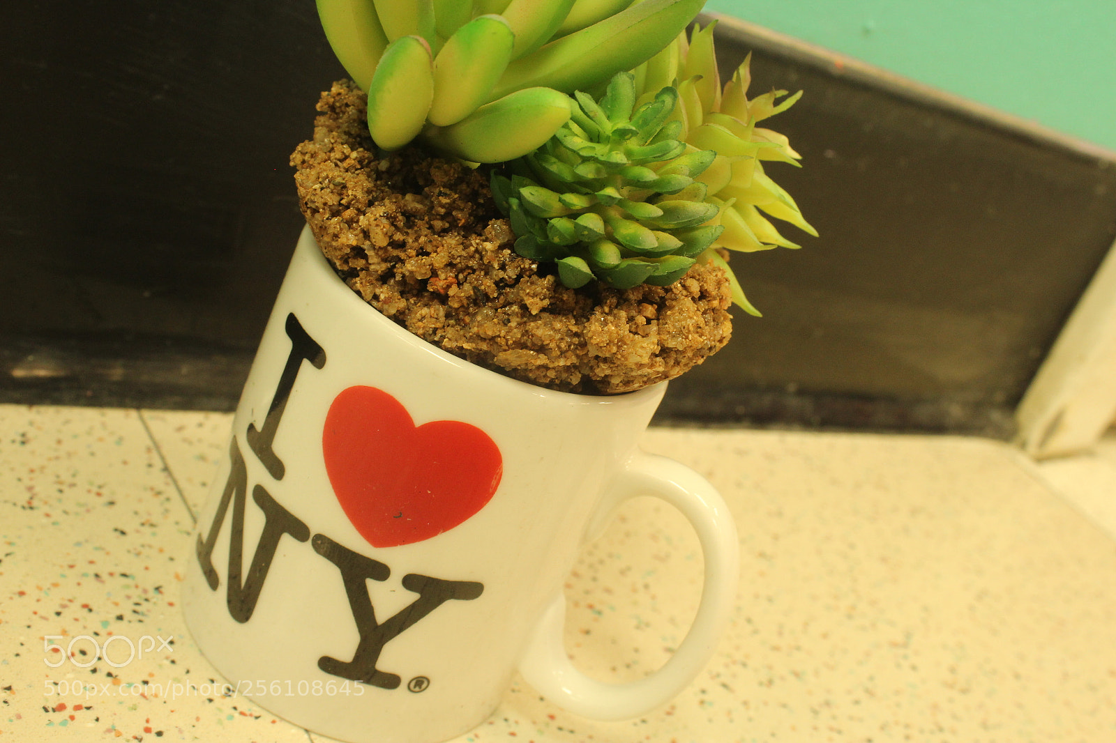 Canon EOS 1200D (EOS Rebel T5 / EOS Kiss X70 / EOS Hi) sample photo. Succulent photography