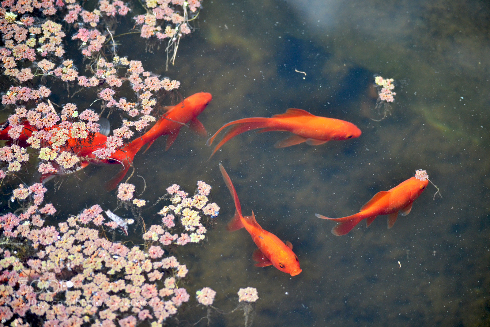 Nikon D3100 sample photo. Watercolors in real-life photography