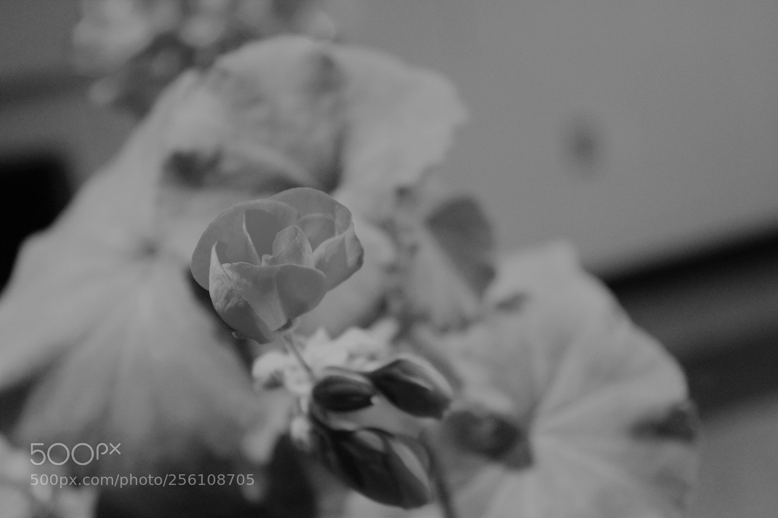 Canon EOS 1300D (EOS Rebel T6 / EOS Kiss X80) sample photo. Lil rose photography