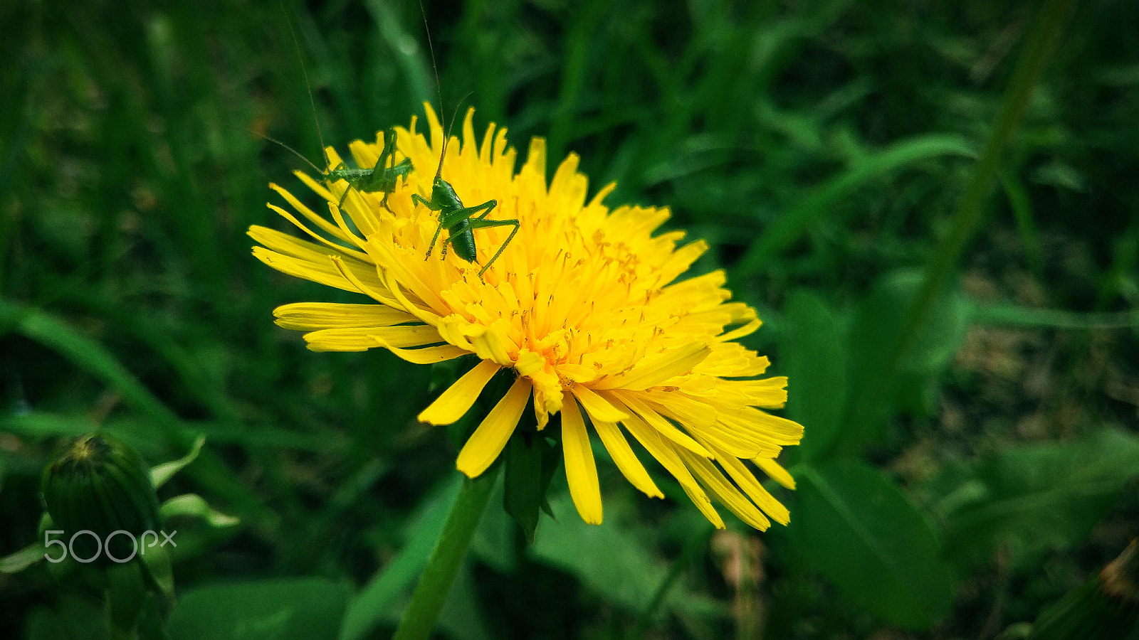 Xiaomi Mi-4c sample photo. Grasshopper on dandelion - 2 photography