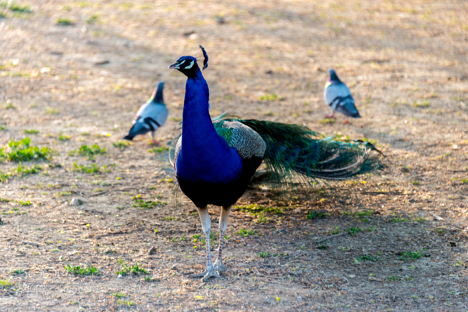 Nikon D800 sample photo. Peaceable peacock photography