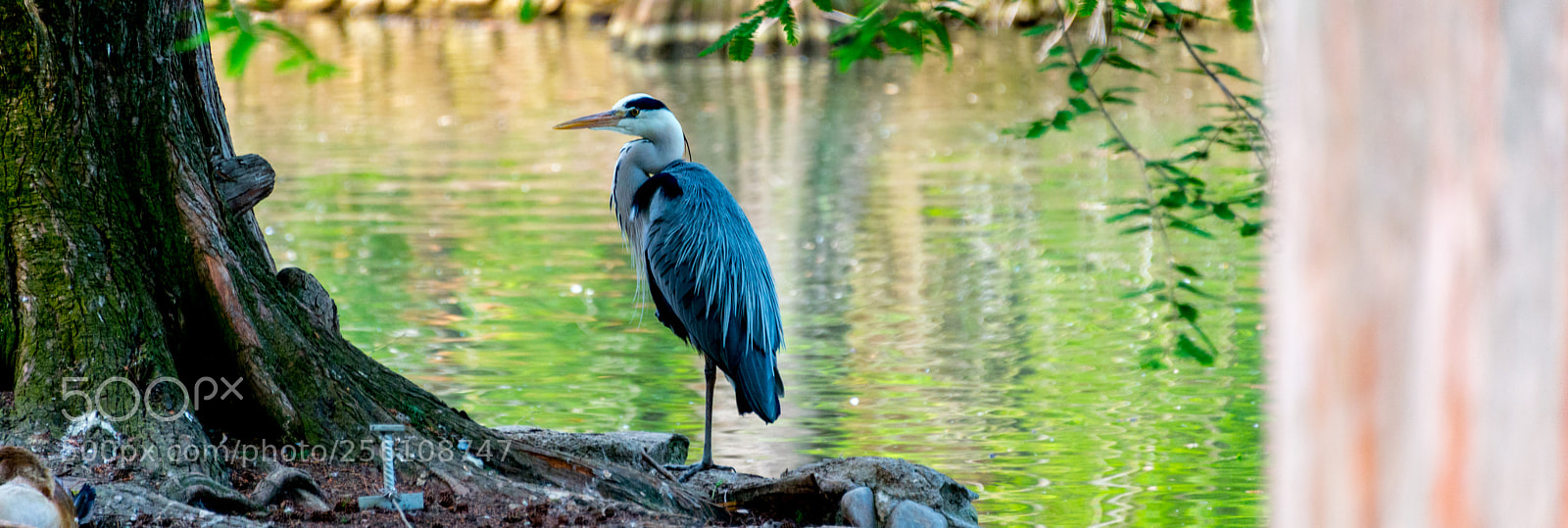 Nikon D800 sample photo. Heron photography