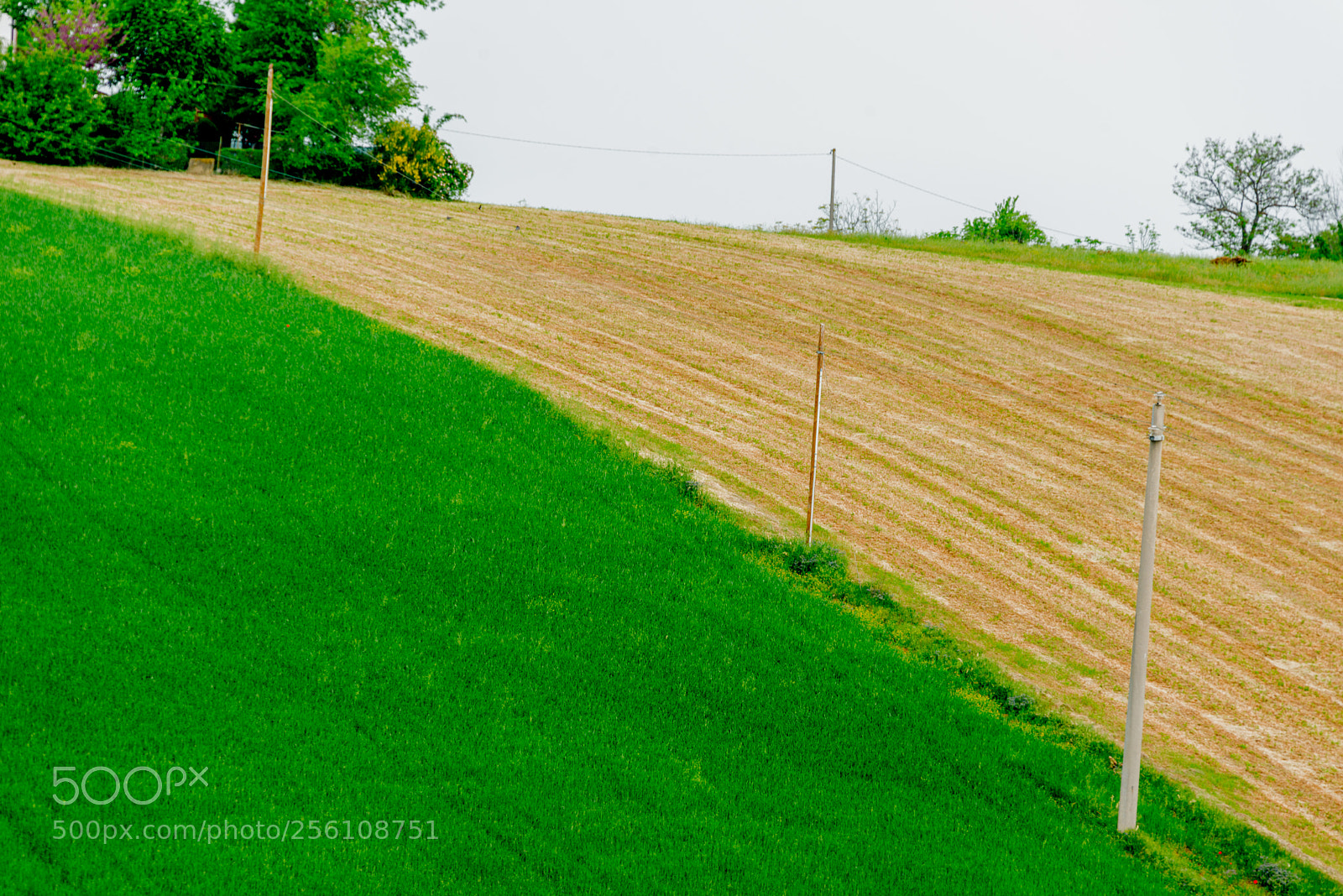 Nikon D800 sample photo. Fields (ii) photography