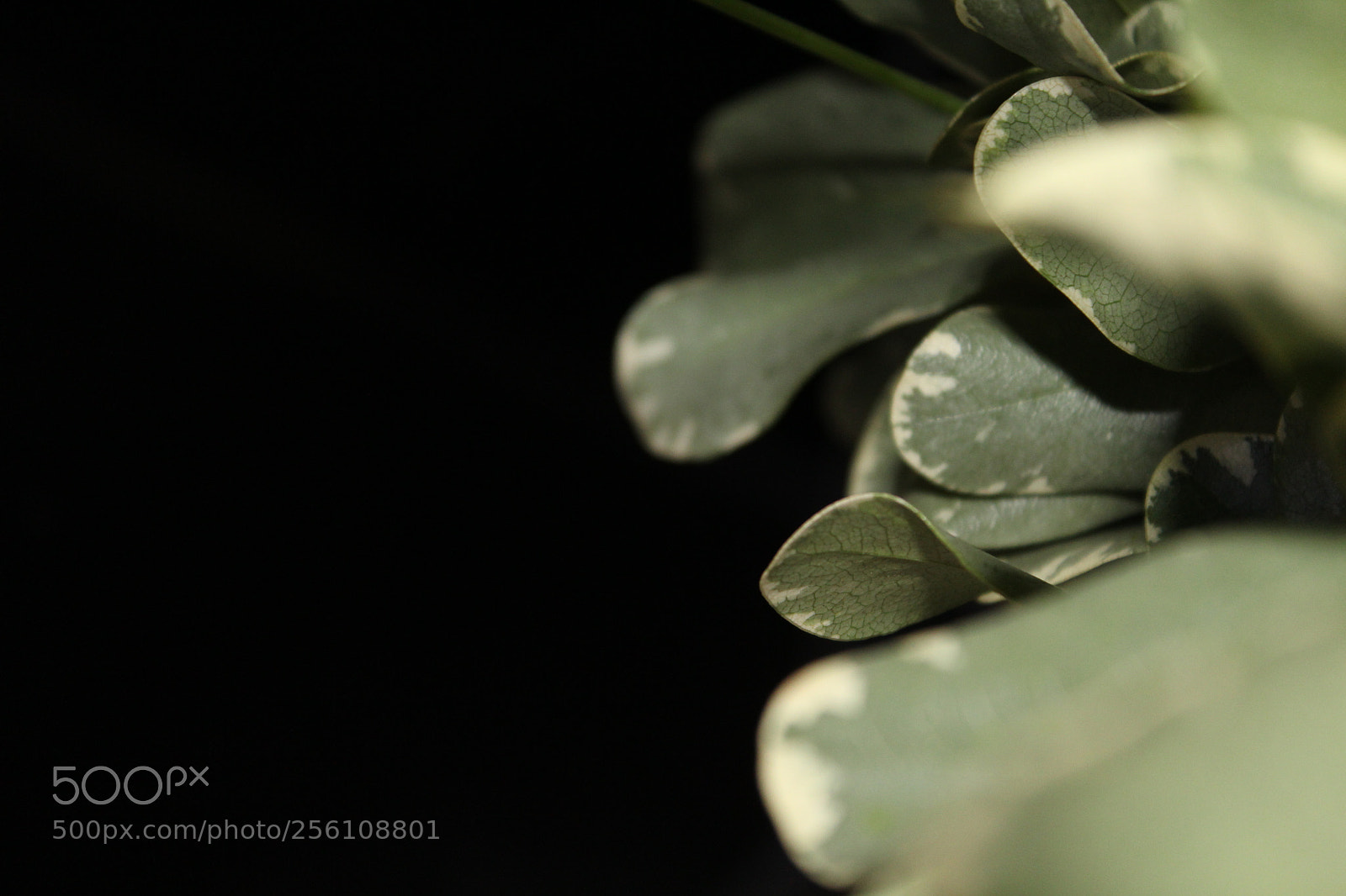 Canon EOS 1200D (EOS Rebel T5 / EOS Kiss X70 / EOS Hi) sample photo. Leaf in a bunch photography