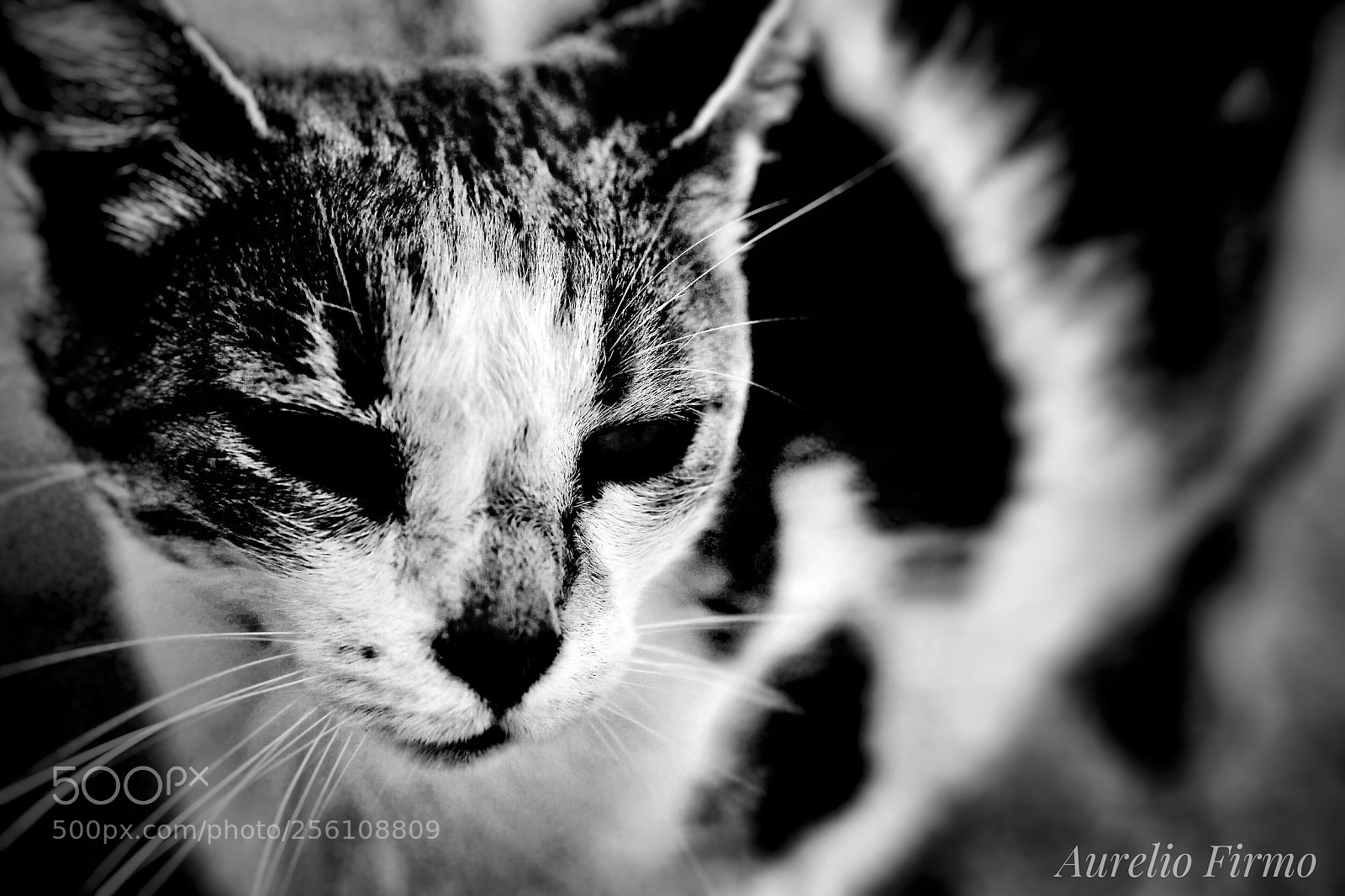 Canon EOS 6D sample photo. Cat  photography