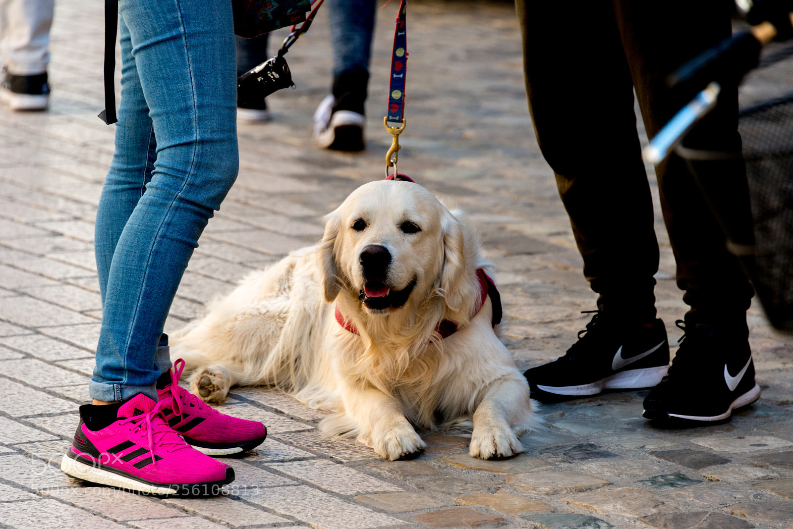 Nikon D800 sample photo. Good boy! photography