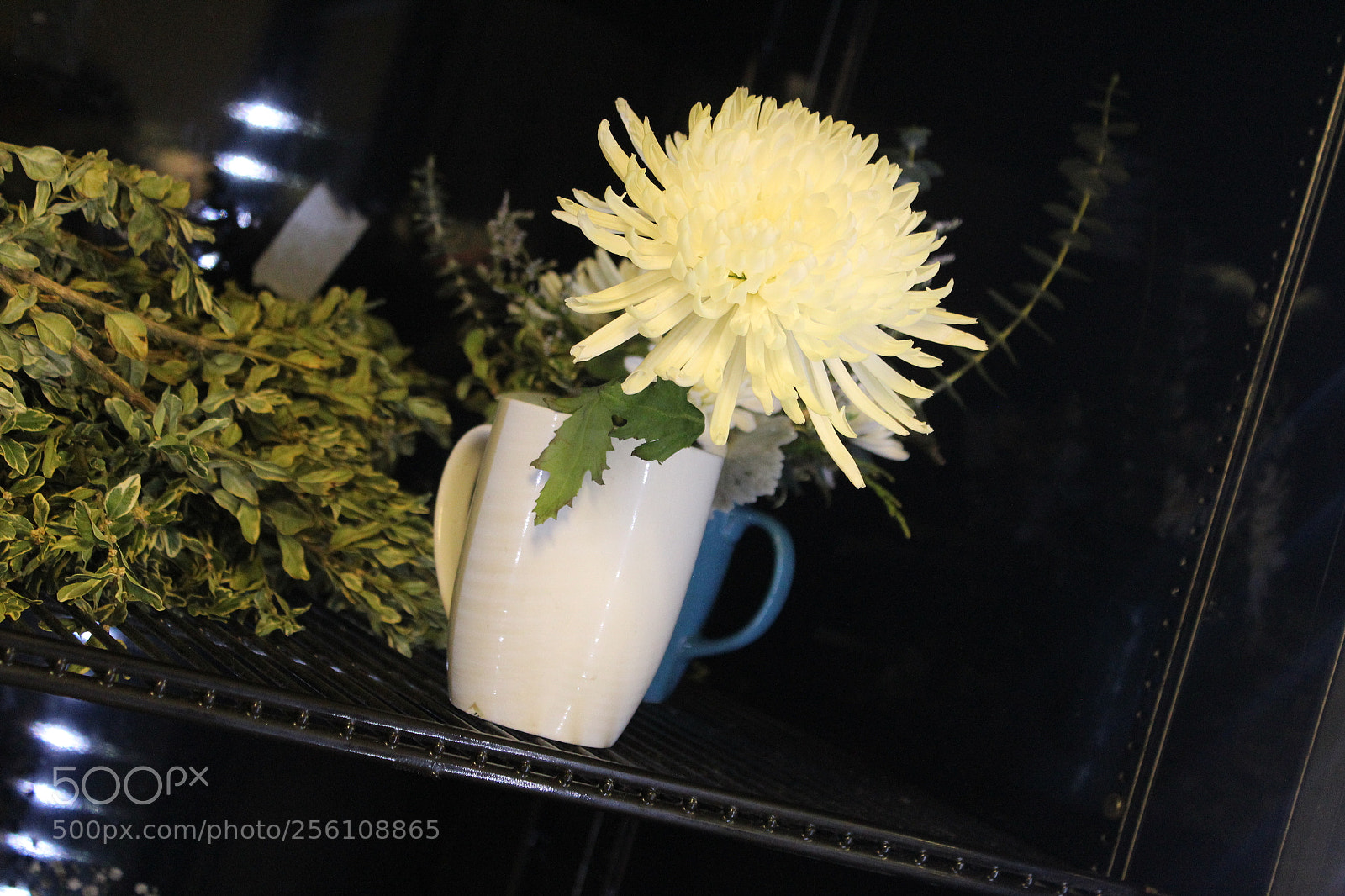 Canon EOS 1200D (EOS Rebel T5 / EOS Kiss X70 / EOS Hi) sample photo. Beauty photography