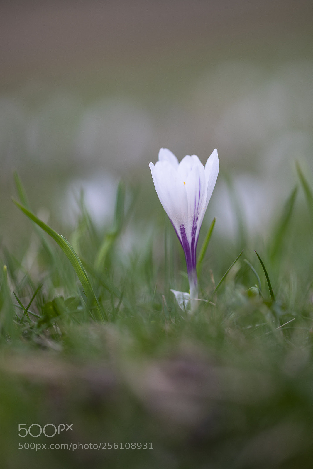 Canon EOS 5D Mark IV sample photo. Crocus, il fiore photography