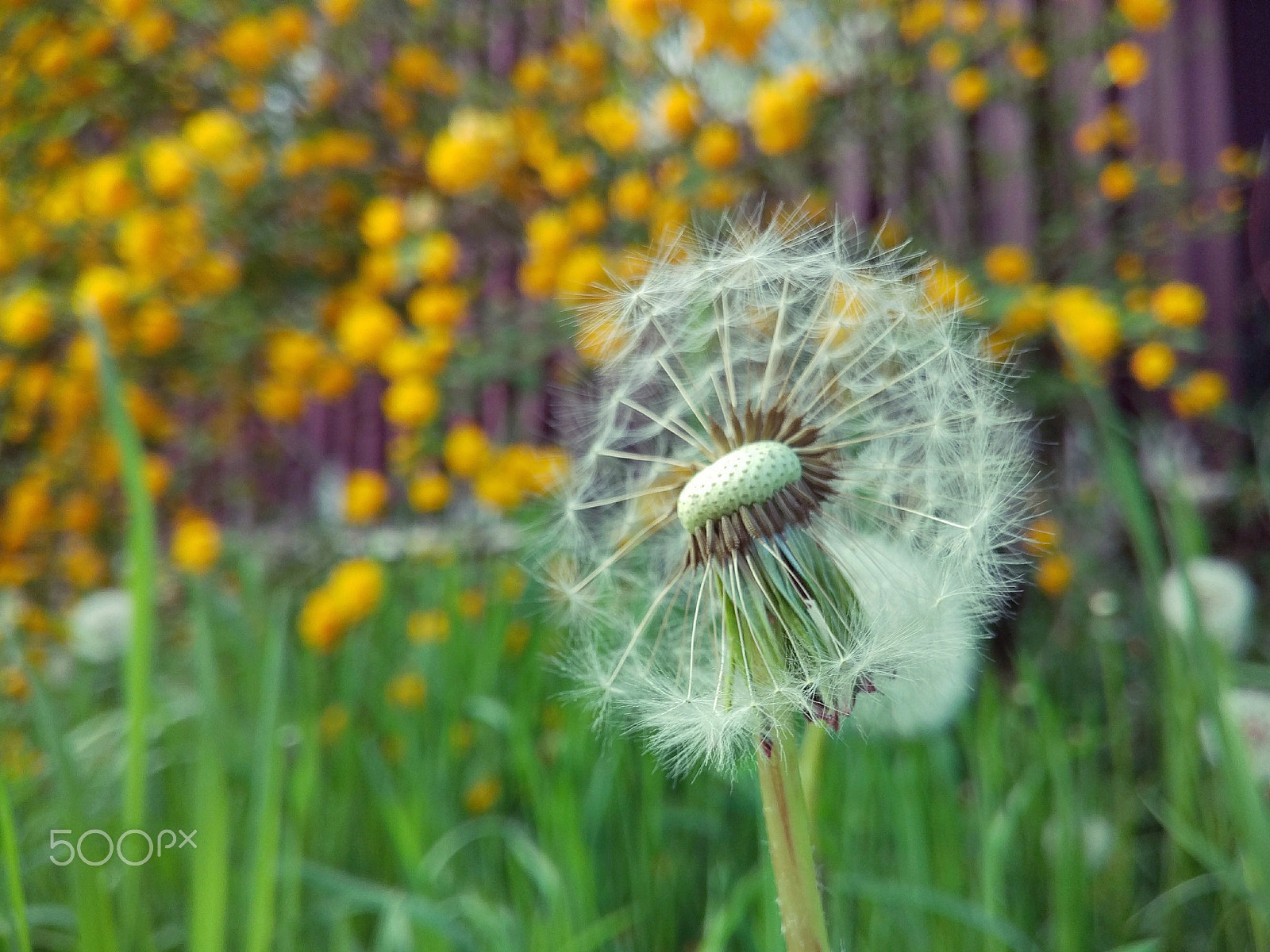 Xiaomi Mi-4c sample photo. Half blown dandelion photography