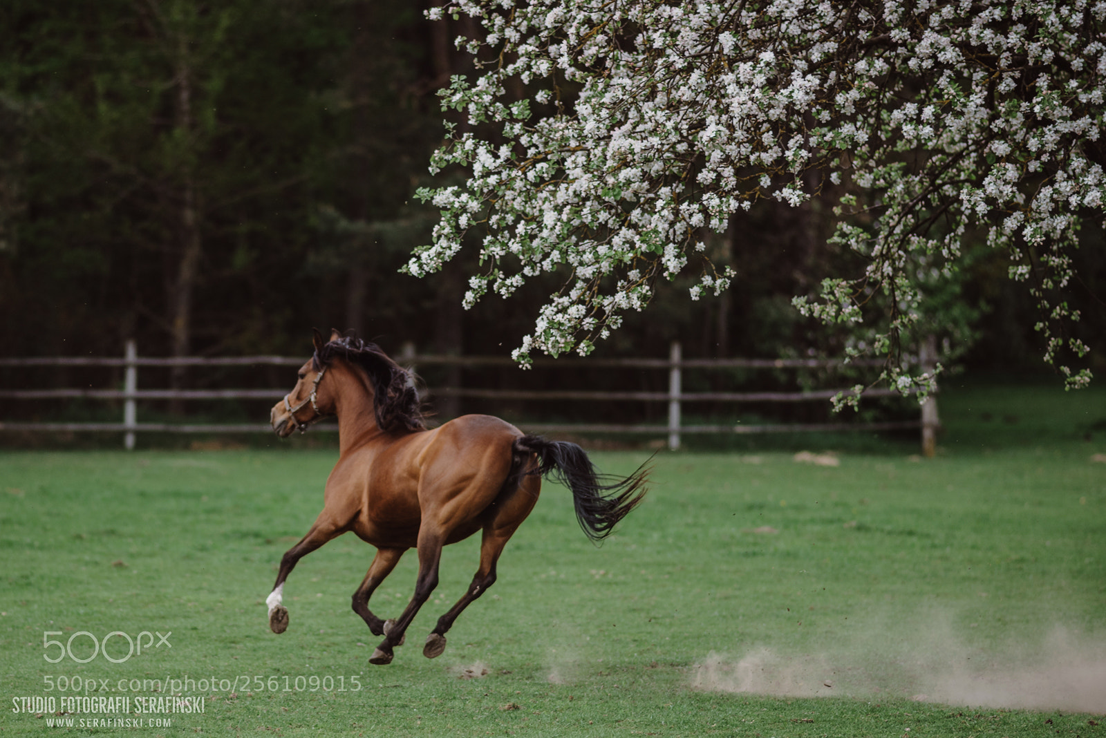 Nikon D750 sample photo. Horses on the run photography