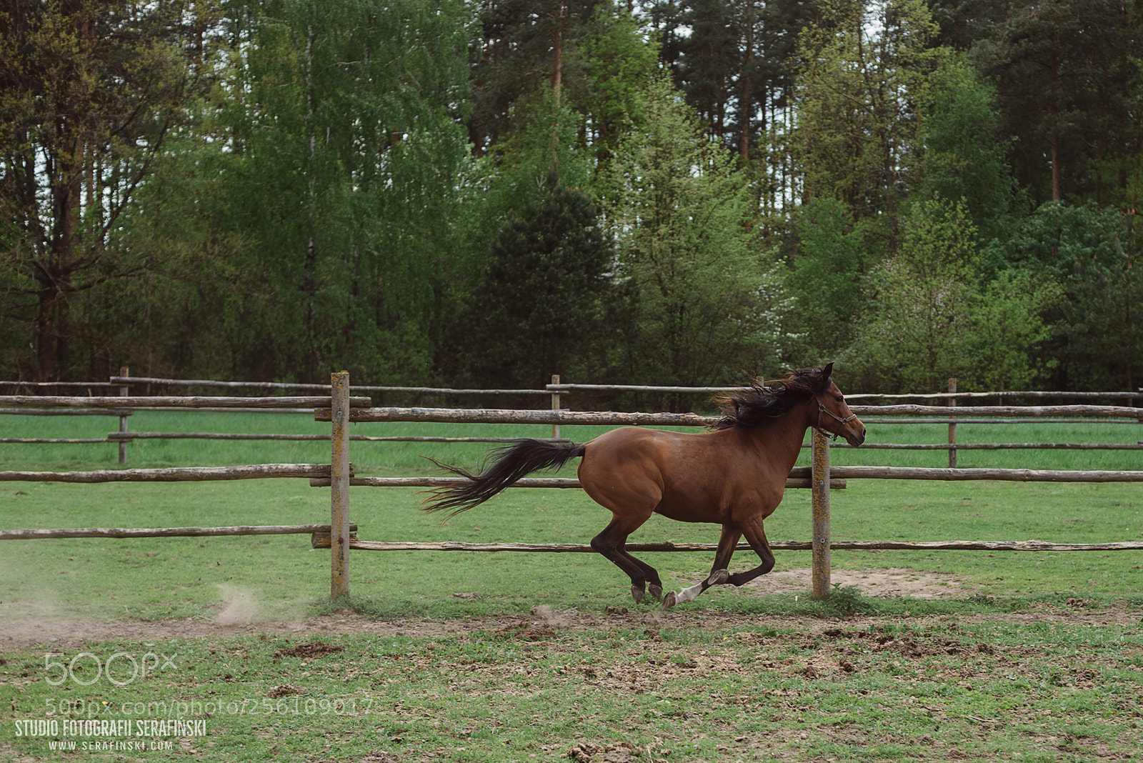 Nikon D750 sample photo. Horses on the run photography