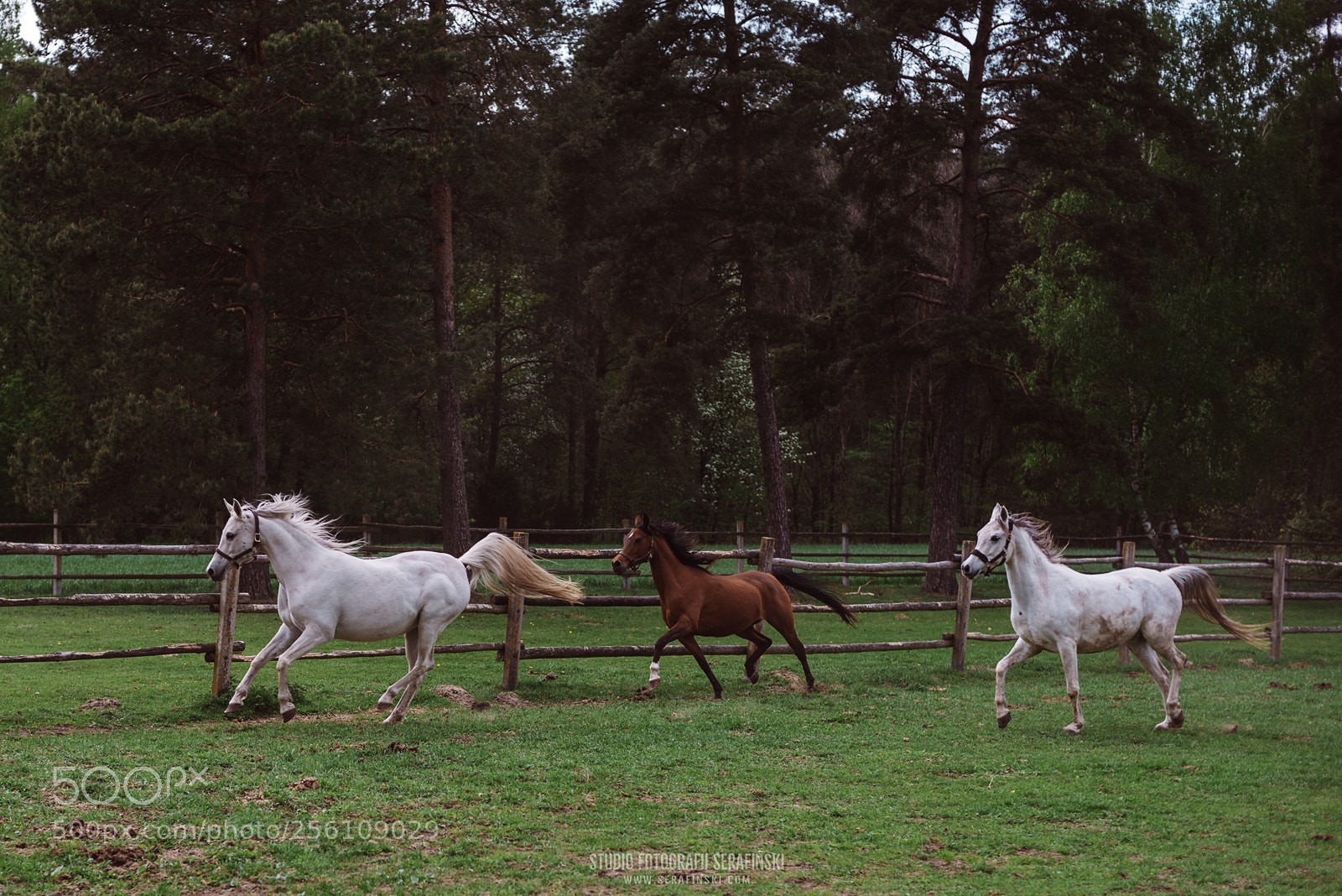 Nikon D750 sample photo. Horses on the run photography