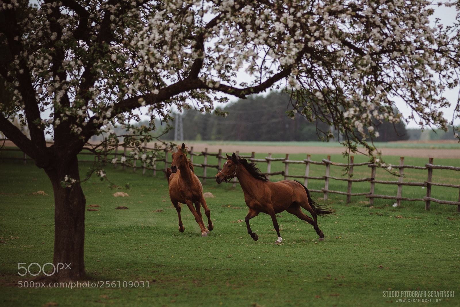 Nikon D750 sample photo. Horses on the run photography