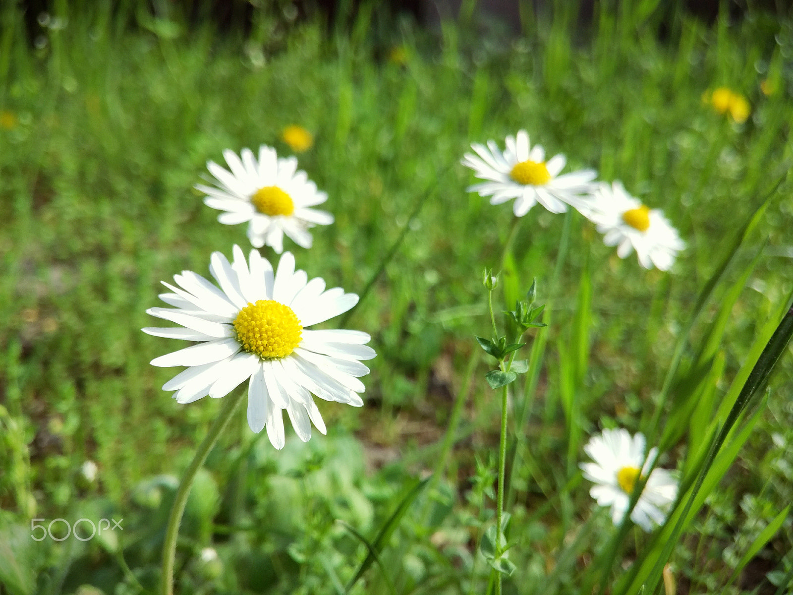 Xiaomi Mi-4c sample photo. Chamomile field photography