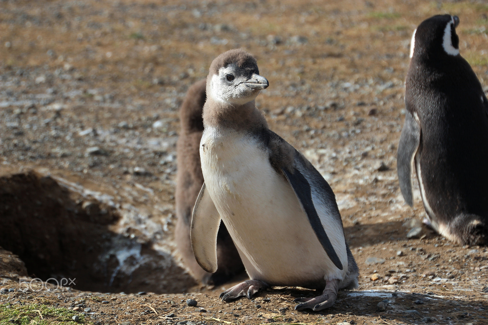 Canon EOS 600D (Rebel EOS T3i / EOS Kiss X5) sample photo. Patagonia photography