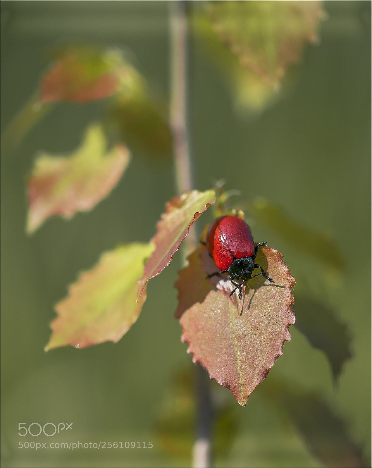 Nikon D610 sample photo. Scarabeo rosso photography
