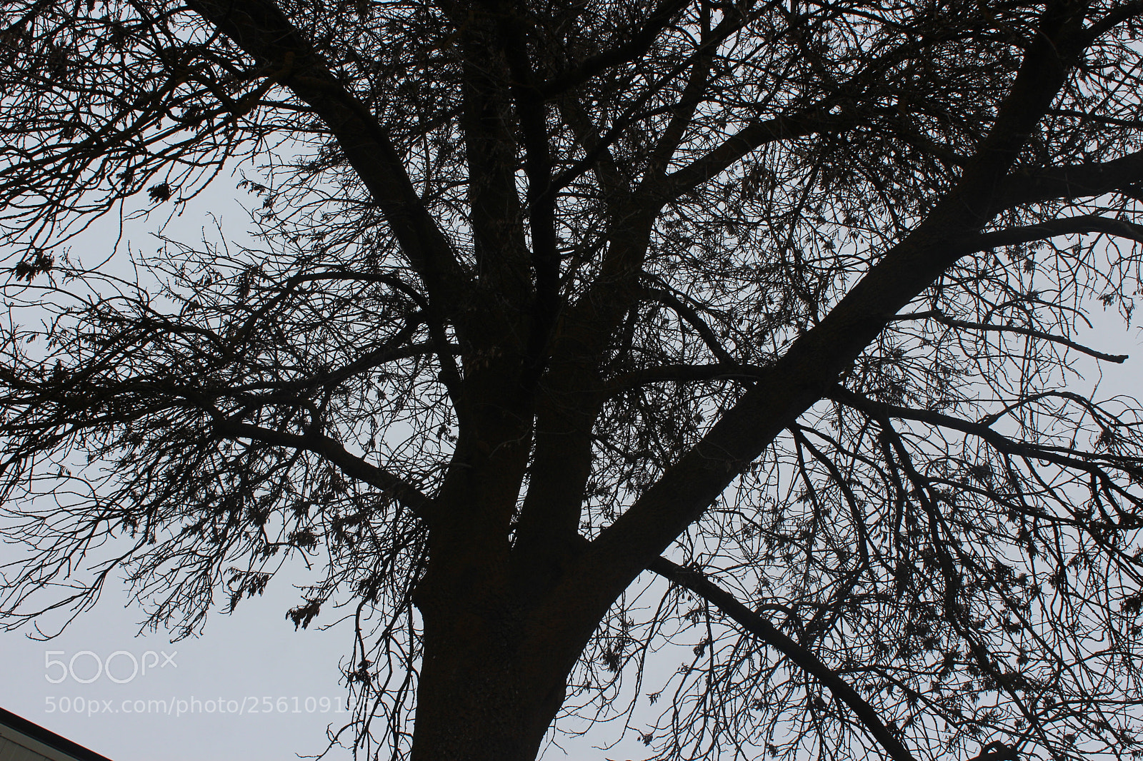 Canon EOS 1200D (EOS Rebel T5 / EOS Kiss X70 / EOS Hi) sample photo. Tree photography