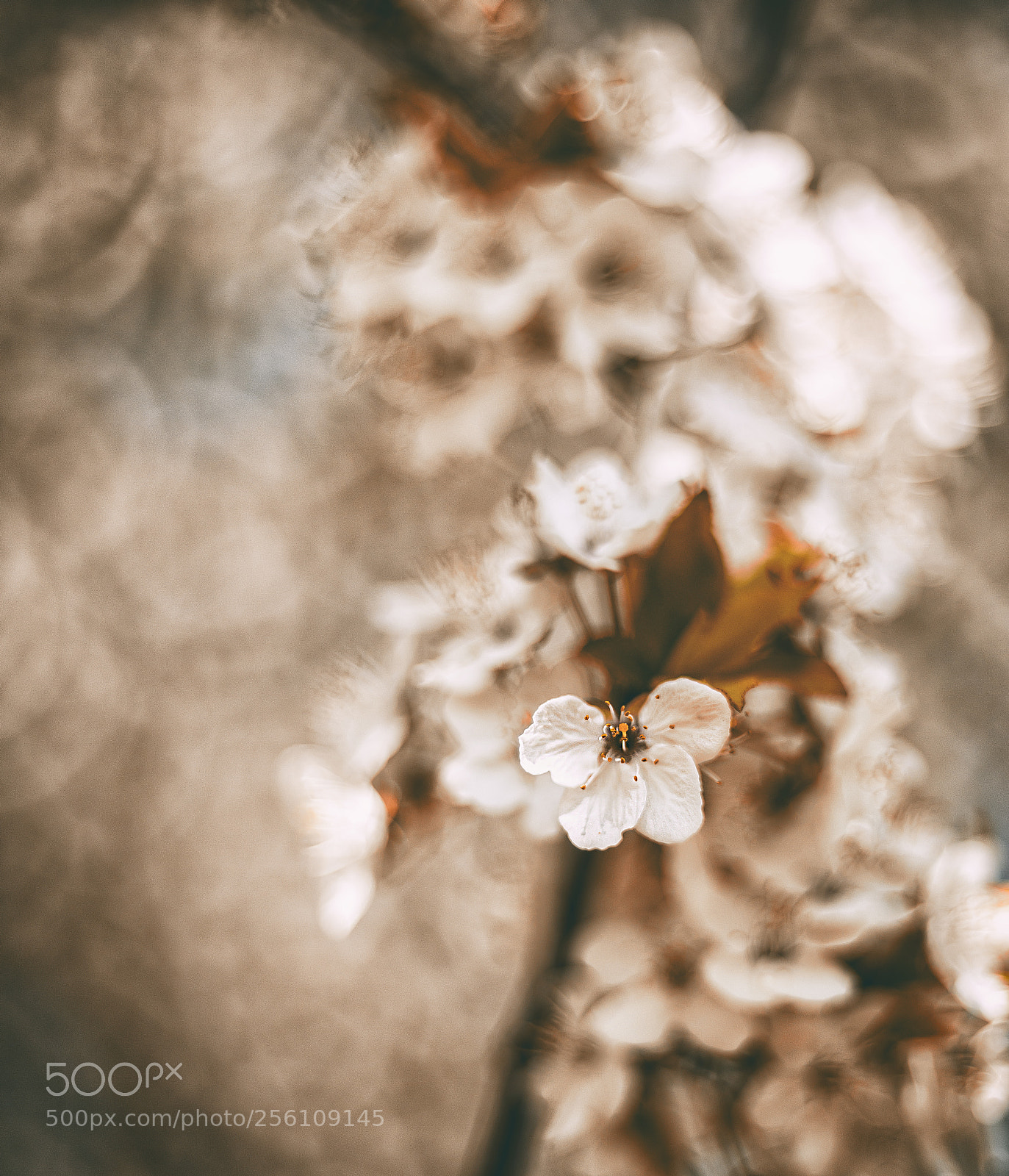 Canon EOS 6D sample photo. Blossom photography