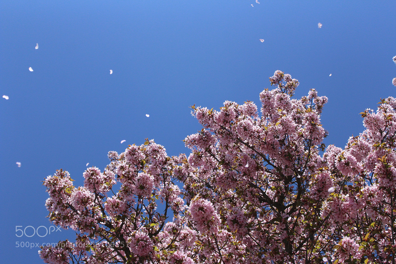 Canon EOS 1200D (EOS Rebel T5 / EOS Kiss X70 / EOS Hi) sample photo. Summer in the spring photography