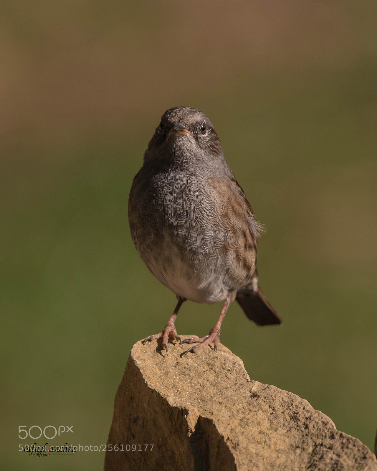 Canon EOS 7D Mark II sample photo. Acentor comun - dunnock photography