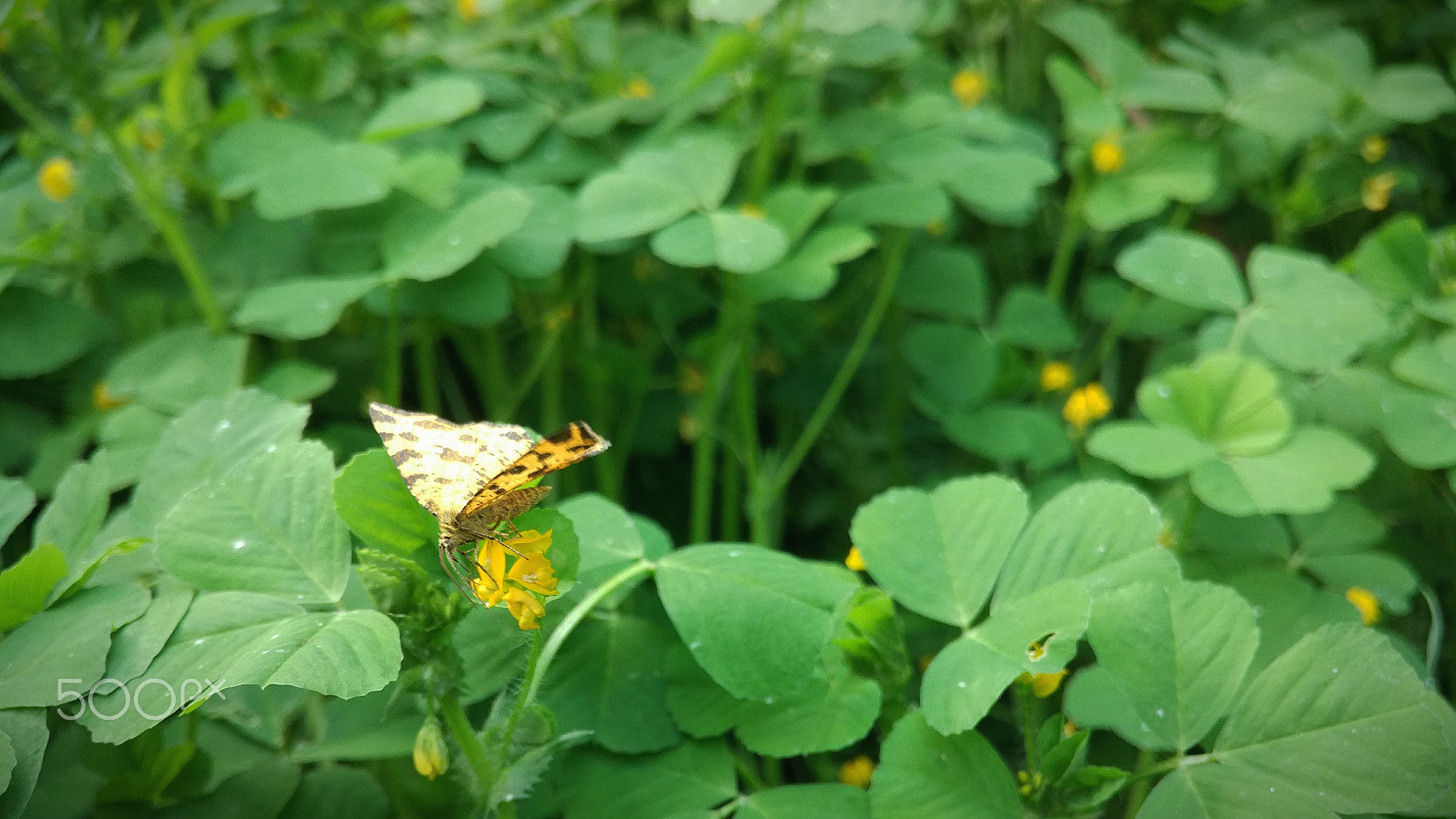Xiaomi Mi-4c sample photo. Yellow butterfly photography