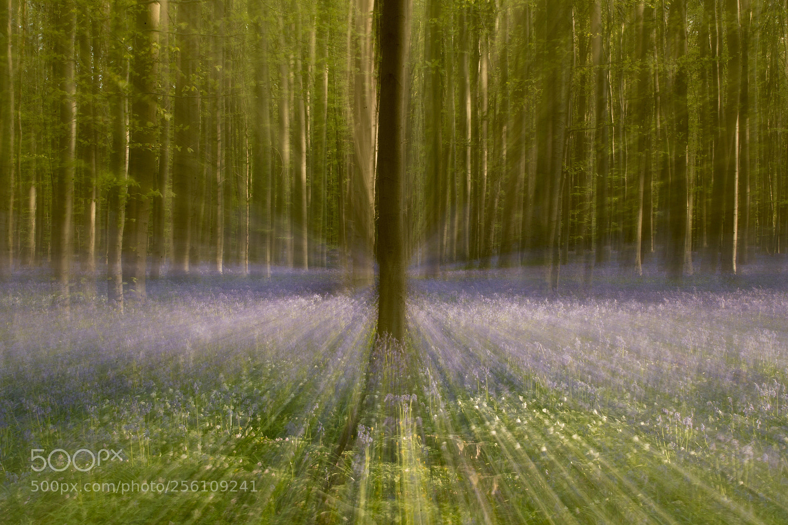 Canon EOS-1D X Mark II sample photo. Hallerbos 3 photography