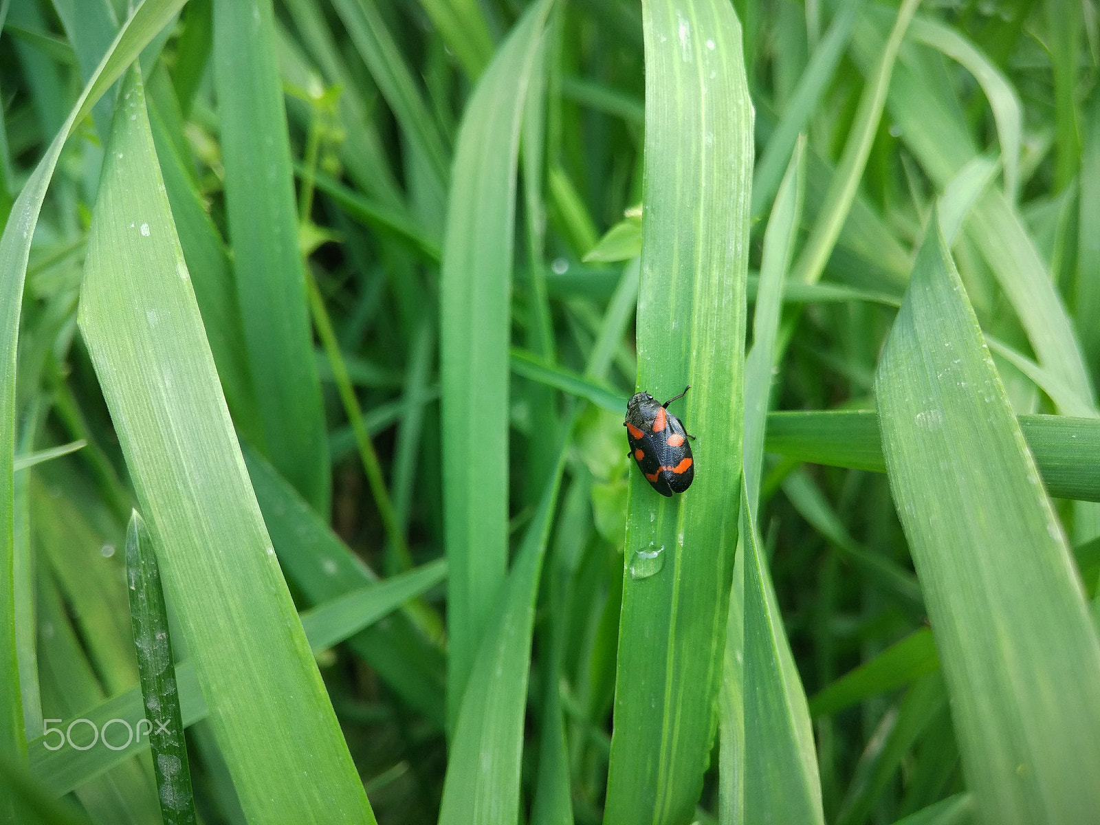 Xiaomi Mi-4c sample photo. Red and black photography