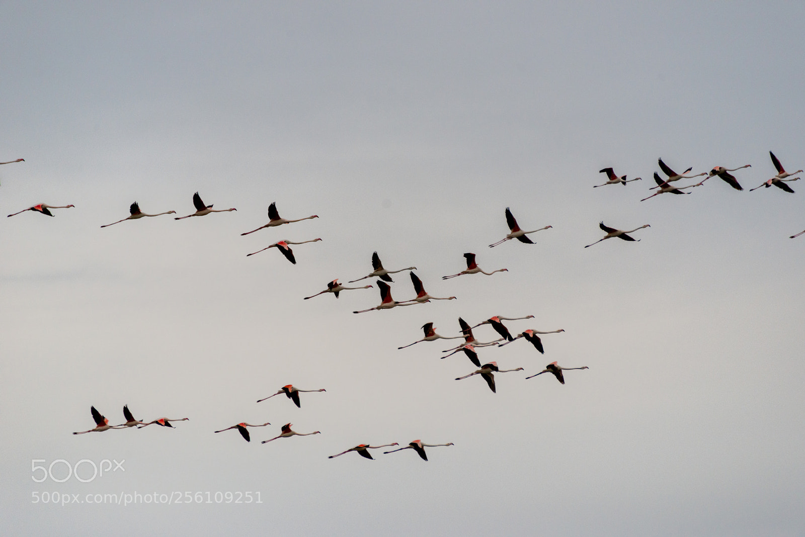 Nikon D800 sample photo. The flight photography