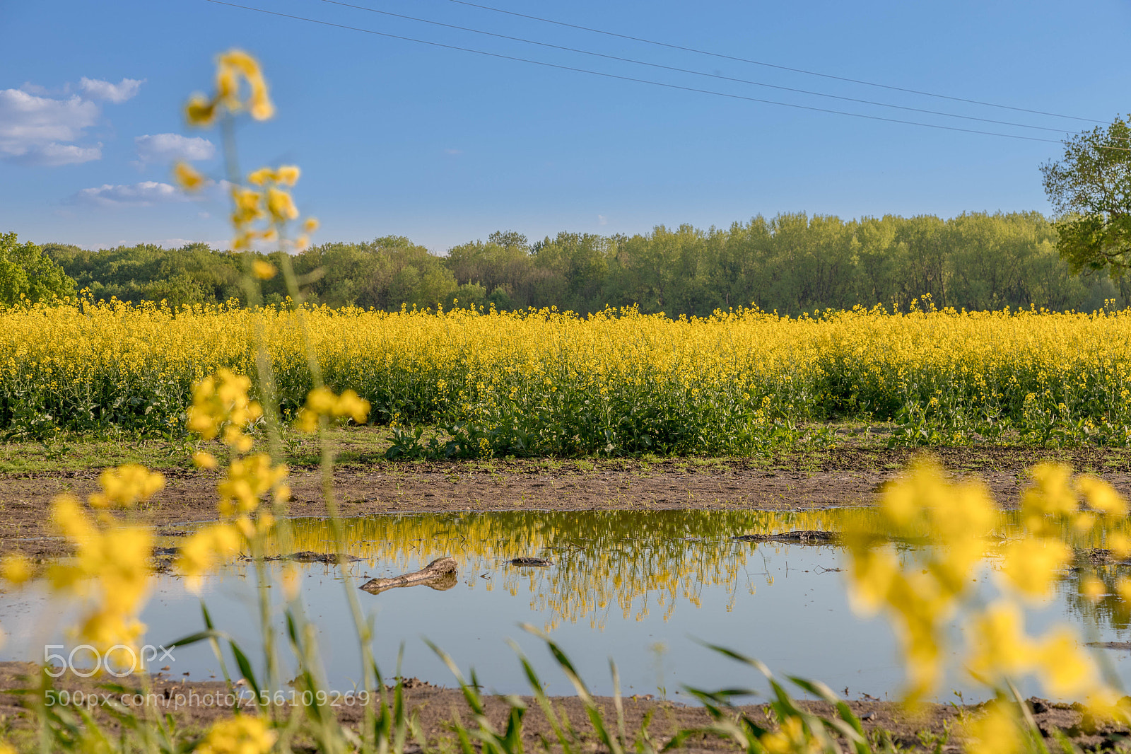 Canon EOS 6D Mark II sample photo. Rapsfeld reflection update photography
