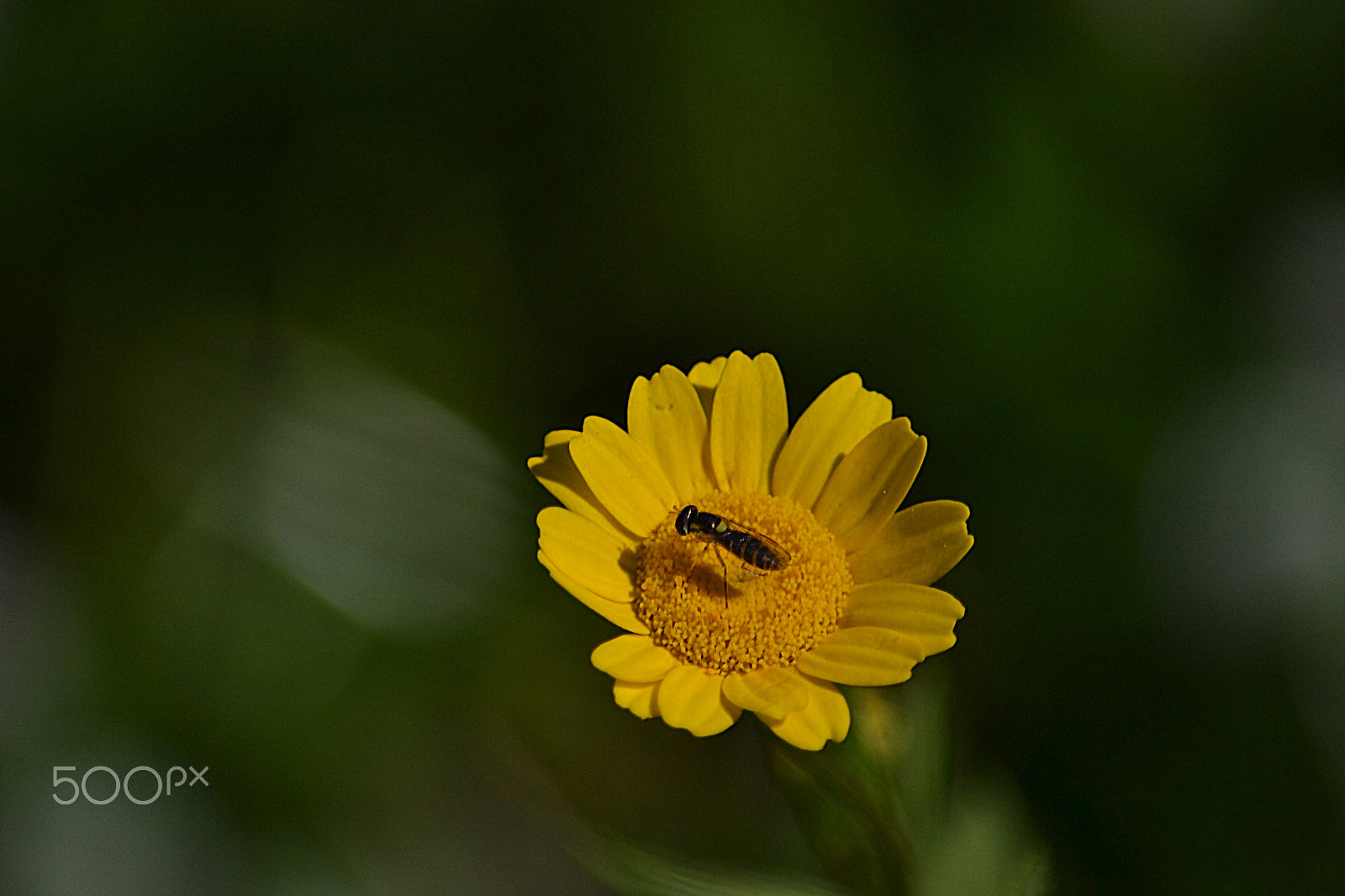 Nikon D3100 sample photo. Flower photography