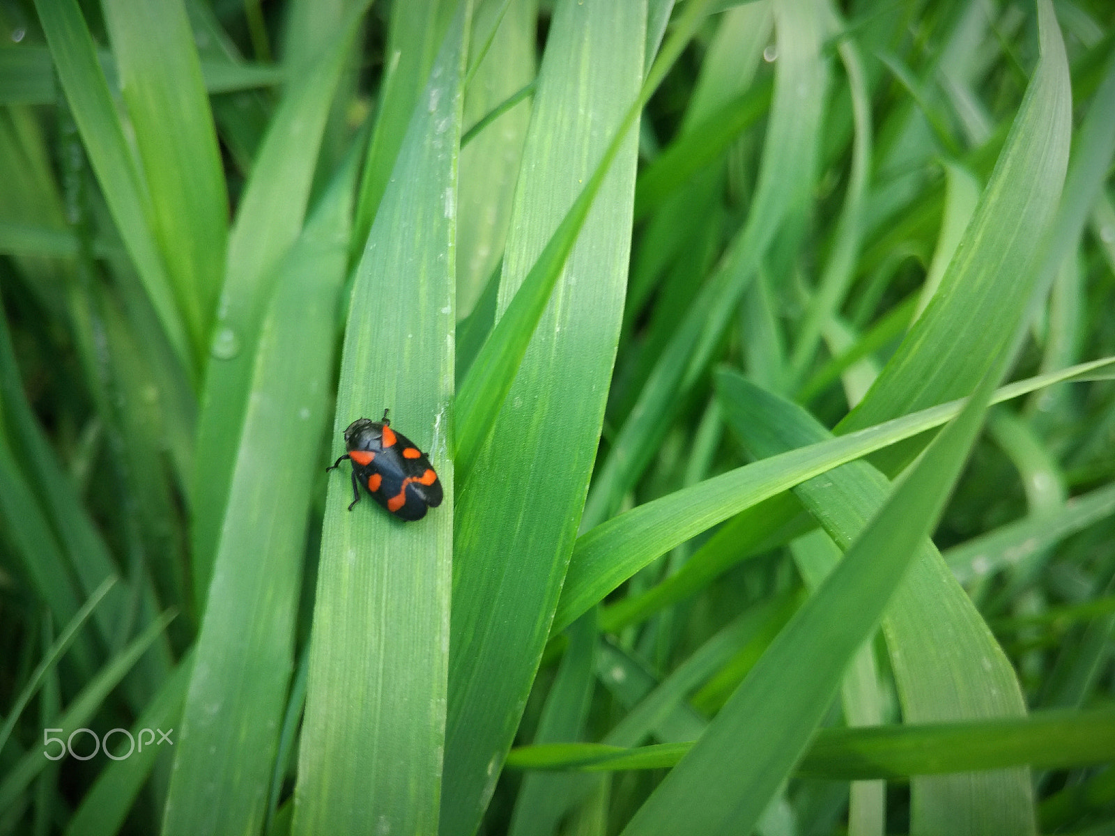 Xiaomi Mi-4c sample photo. Red and black.jpg photography